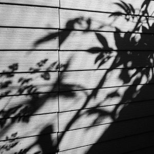 两根黑人粗大噗嗤噗嗤小说
